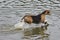 An Old English Foxhounds cooling off in a lake.