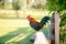 Old English Game cockerel sitting on fence in pretty garden setting