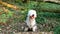 Old English Sheep dog in the forest