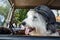 Old english sheep dog wearing a world war cap sitting in a vintage retro car