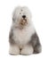 Old English Sheepdog, 1 Year old, sitting