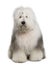 Old English Sheepdog, 1 Year old, sitting