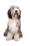 Old English Sheepdog (bobtail)