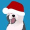 Old English Sheepdog close up in Santa cap