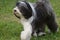 Old English Sheepdog with a Pink Tongue Peaking Out