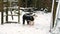 Old English Sheepdog puppy chews a swing in snow