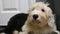 Old English Sheepdog puppy drinks from water bowl