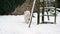 Old English Sheepdog puppy explores in heavy snow