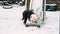Old English Sheepdog puppy plays on snowy slide