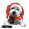 Old English sheepdog puppy wearing handkerchief digital art