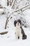 Old English Sheepdog standing in the snow