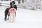 Old English Sheepdog standing in the snow holding a pink soccer ball