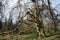 Old european beech (fagus sylvatica) in the park