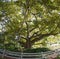 Old european plane tree with huge crown