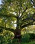 Old european plane tree with huge crown