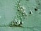 Old faded green concrete wall. . Moldy surface.Crumbling plaster and paint. Fungus. Mold