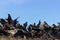 Old and faded pine stumps, with a blue sky background. Background with dead stumps of pines.