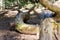 Old fallen curved and skinned tree trunk on the forest floor