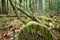 An old fallen log covered with moss in a dark dense forest