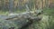 Old fallen pine tree in the woods