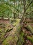 Old fallen tree covered with moss in a dark dense forest