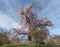 An old famous ancient cherry blossom tree at Maruyama Park in Ky