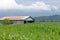 Old Farm Building and Cornfield