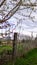 Old Farm Fence