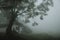 Old farm house under the big old deciduous tree in Slovenian mountains during the foggy summer morning