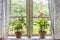 Old farm house window with lace curtains