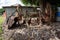 Old farm machinery left to rust under a mango tree