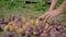 Old Farmer Collects Ripe Onions From Plantation Lays On The Ground For Drying