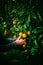 Old farmer male hands picking juicy tasty oranges from a tree in the garden at sunset, harvesting on a sunny day