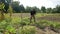 Old farmer mows the grass in his garden.