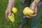 Old farmer picking ripe yellow pears