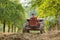 Old farmer with tractor harvesting plums