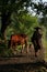 Old farmer under the ancient banyan tree