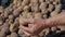 Old Farmer Woman Holds Up A Handful Of Organic Potato Tubers From Fresh Harvest