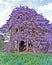 Old Farmhouse Covered with Wisteria