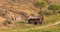 Old farmhouse in a field near Lillooet, British Columbia