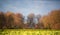 Old farmhouse surrounded by winter trees on the horizon of rapeseed field.