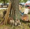 Old farming supplies as seen at an agricultural event in paducah