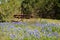 Old Farming Tool in Bluebonnet flowers