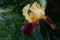 Old fashioned Bearded iris in full bloom