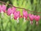 Old-Fashioned bleeding-heart