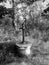 An old fashioned hand powered water pump in garden in black and white