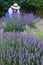 Old-fashioned lavendar gardener