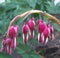 OLD FASHIONED NOSTALGIC VICTORIAN DELICATE BLEEDING HEARTS FLOWER