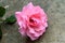 Old-fashioned pink rose laying on concrete