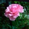 Old-fashioned pink rose square format